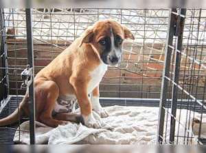 public-pet-park-with-shelter-for-stray-dogs-to-be-ready-in-three-years_kuwait