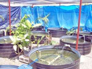 appeal-to-support-small-fish-farmers_kuwait