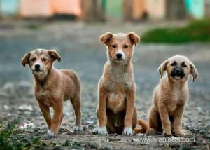 neutering-jab-‘can-curb-stray-dog-population’_kuwait