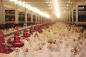 more-licences-for-chicken-slaughterhouses-planned_kuwait