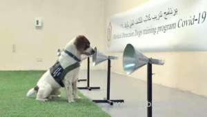 new-study-to-upgrade-training-for-sniffer-dogs_kuwait