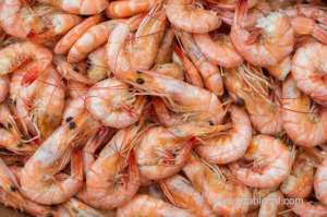 shrimping-banned-for-6-months-in-bahrain_kuwait