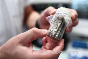 algeria-initiates-efforts-to-combat-bedbugs-as-concerns-rise-in-france_kuwait