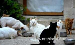 150-abandoned-cats-discovered-in-the-desert-of-the-uae,-left-to-die_kuwait