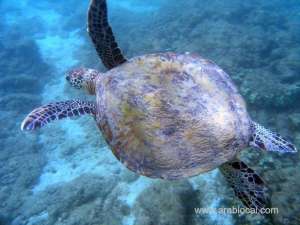 reduced-in-number-of-dead-turtles_kuwait